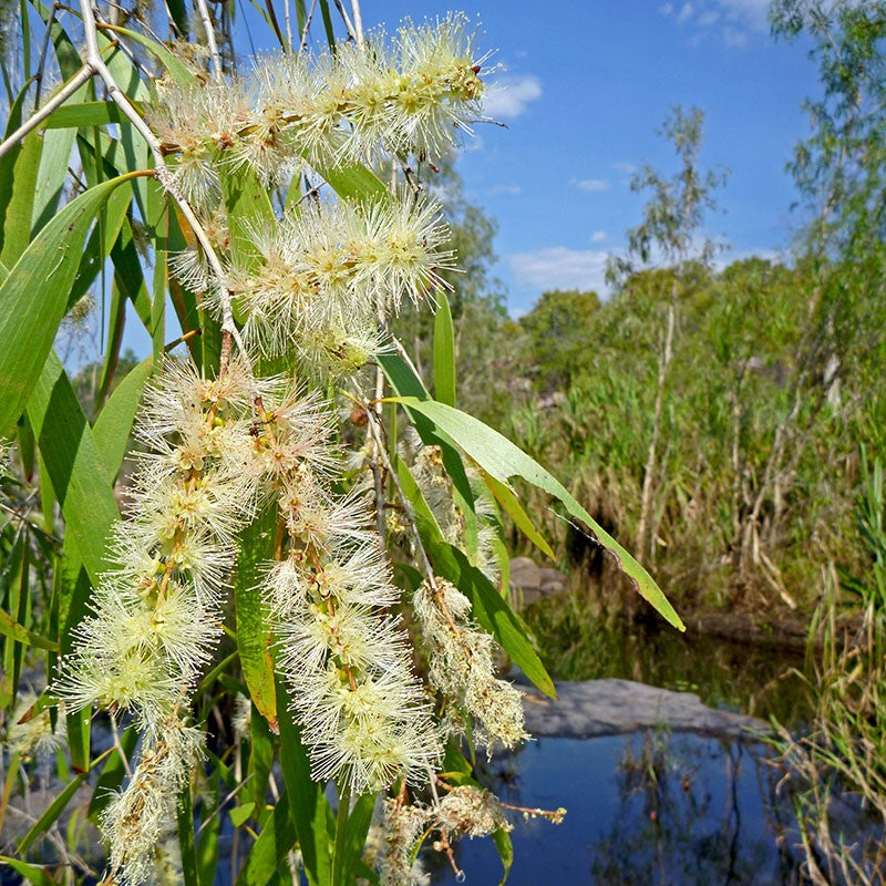 Cajeput 百千層精油