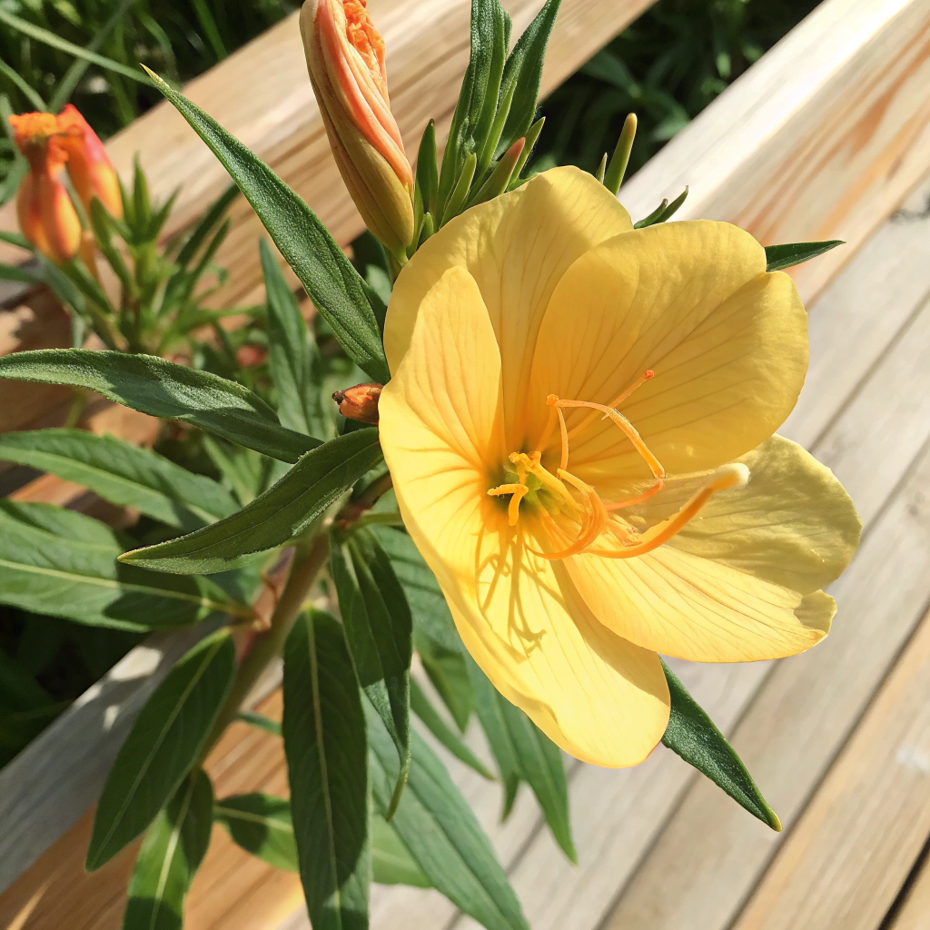 Evening Primrose Oil 月見草油