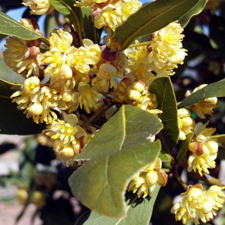 Bay Laurel 月桂精油