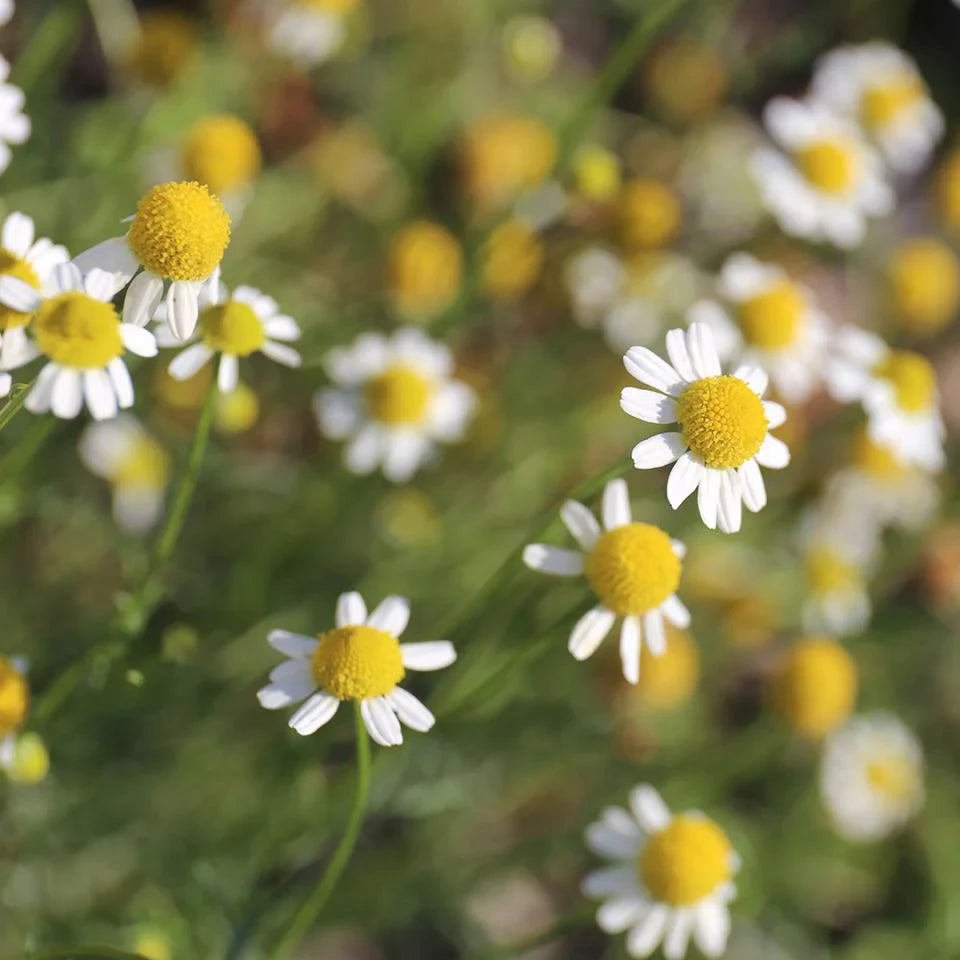 Chamomile Roman 羅馬甘菊精油