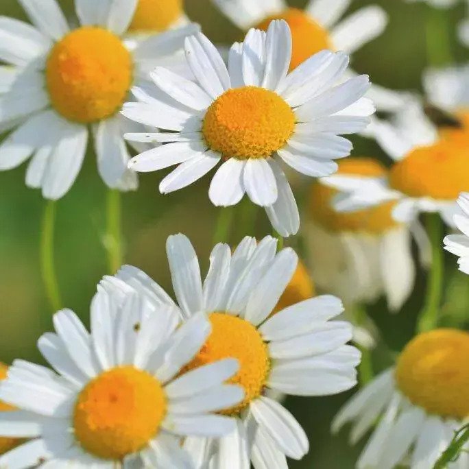 Chamomile German 德國甘菊精油