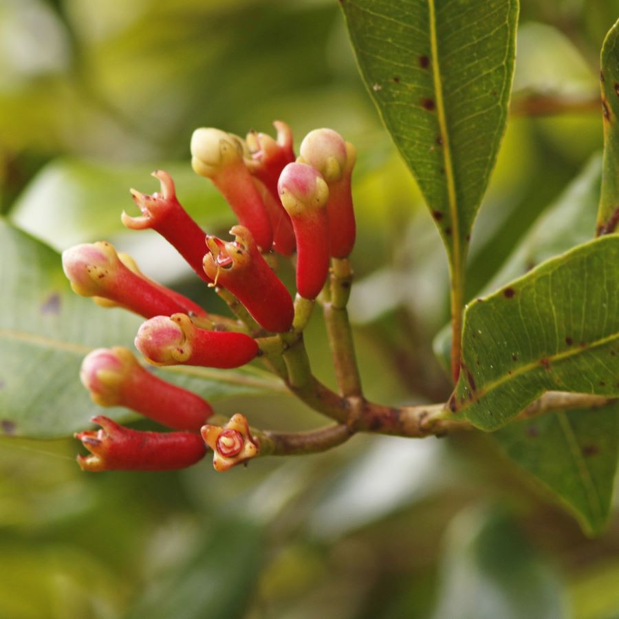 Clove Bud 丁香精油