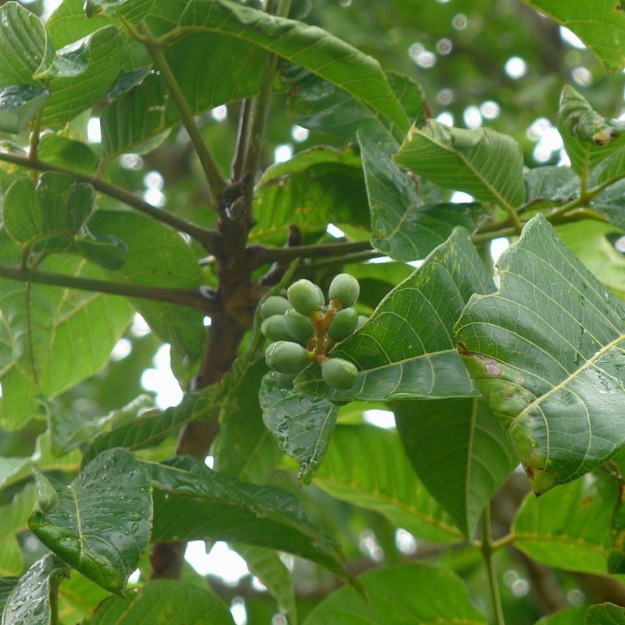 Elemi 欖香酯精油