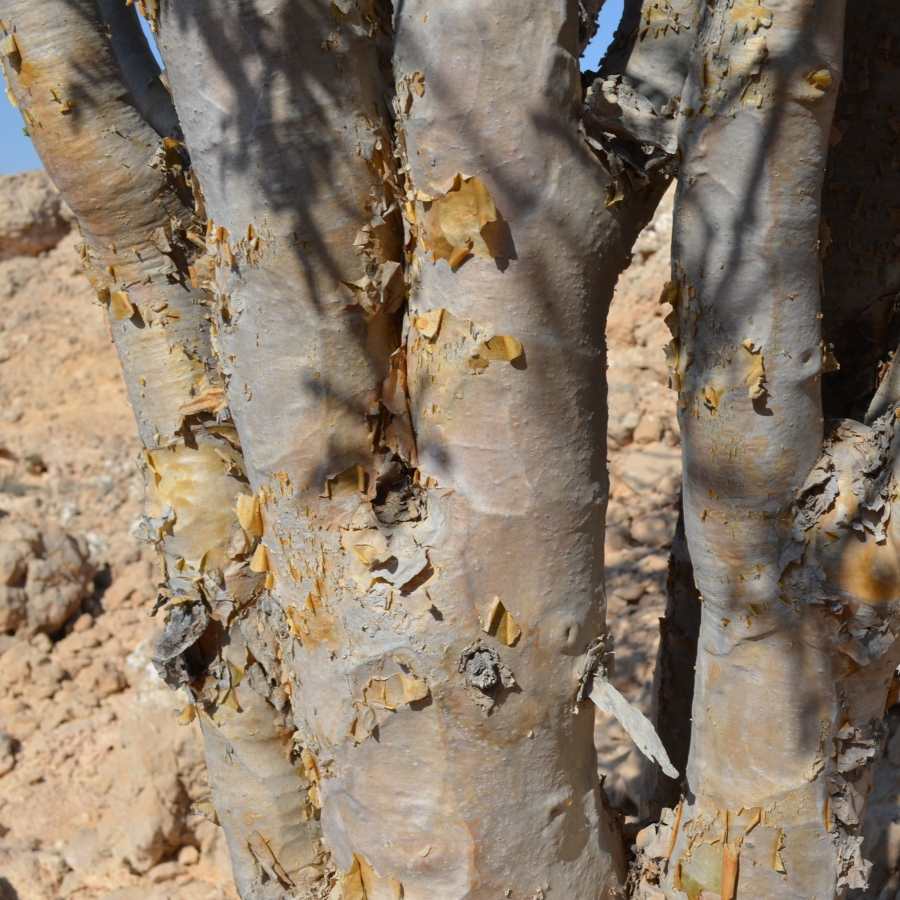 Frankincense Somalia 乳香精油