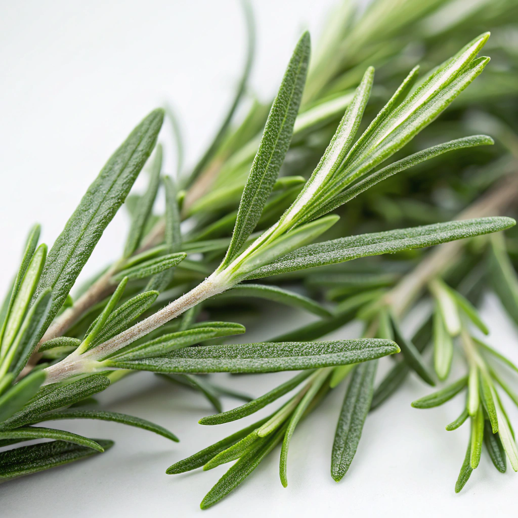 Rosemary ct. Cineole 桉油醇迷迭香肖精油