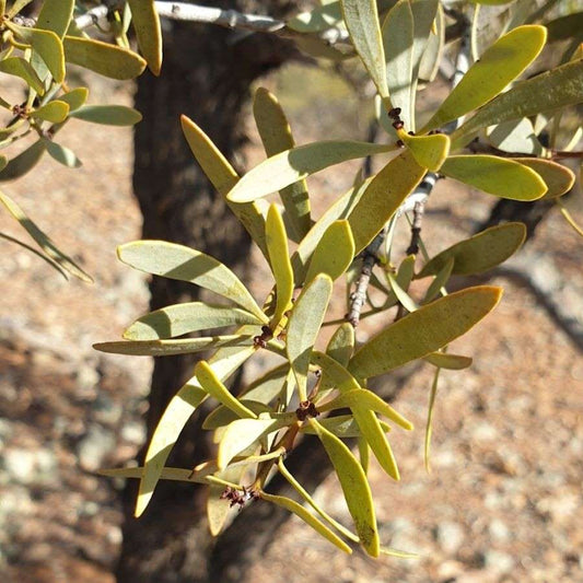 Sandalwood Australian 澳洲檀香精油