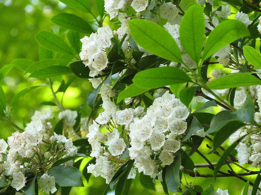 Bay Hydrolat / Floral Water 月桂花水