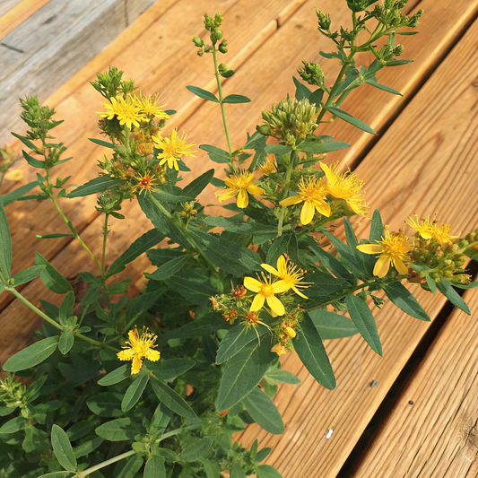 St John's Wort Oil 聖約翰草油 (金絲桃)