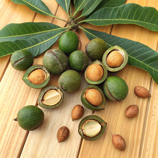 Tamanu Oil 瓊崖海棠油