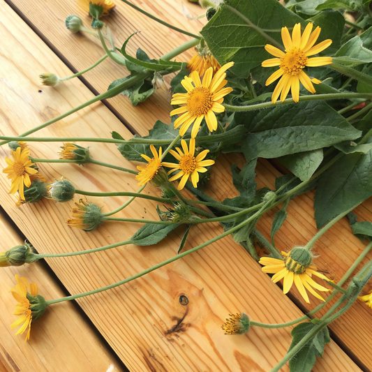 Arnica Oil 山金車油