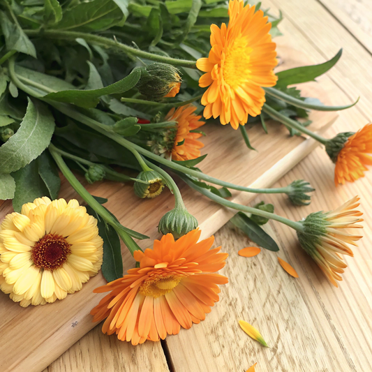 Calendula Oil 金盞花油