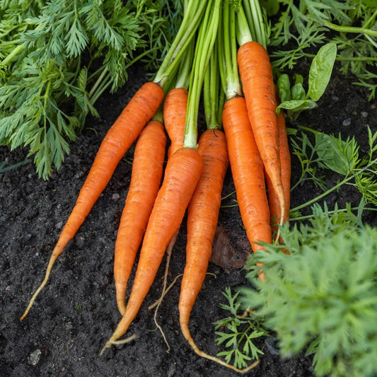 Carrot Oil 胡蘿蔔油