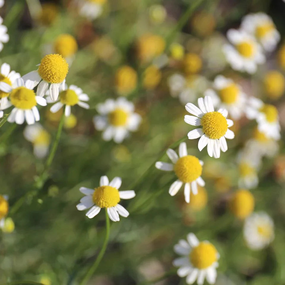 Roman Chamomile 羅馬甘菊精油