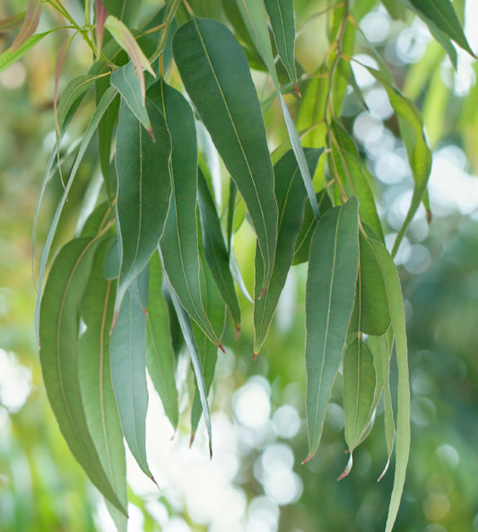 Eucalyptus globulus 藍膠尤加利精油