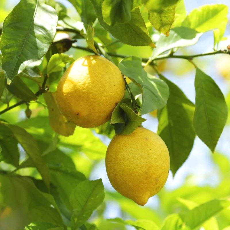 Lemon 檸檬精油