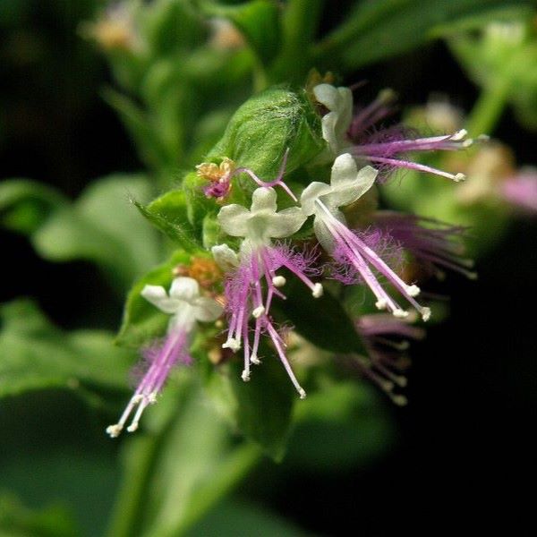 Patchouli 廣藿香精油